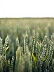 The Imperial Concubi