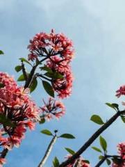 One Pregnancy, Two B