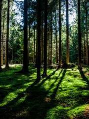 lt;lt;lt;Reborn Soar