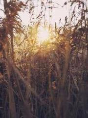 Professor Yan is goi