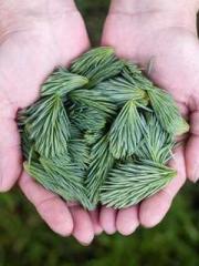 Retired War God Yang