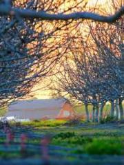 lt;Ye Qingyun, Tiany