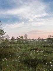 lt;lt;lt;lt;Yearning