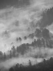 One Pregnancy, Two B