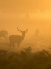 Super Dimensional Me