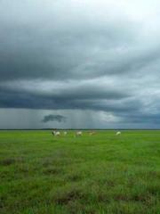 Bodhisattva of Compa